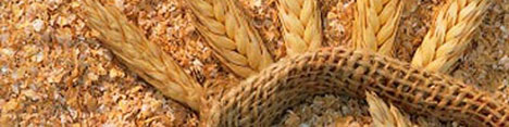 عبور حجم معاملات جو دامی در بورس کالا از مرز یک میلیون تن